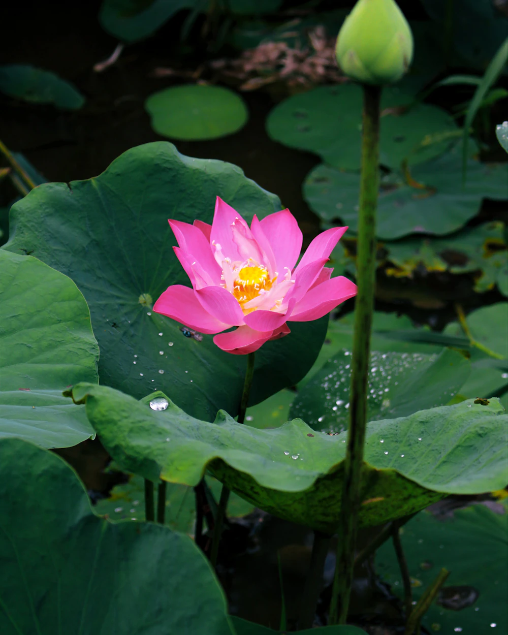 Pink lotus flower blooming in a pond