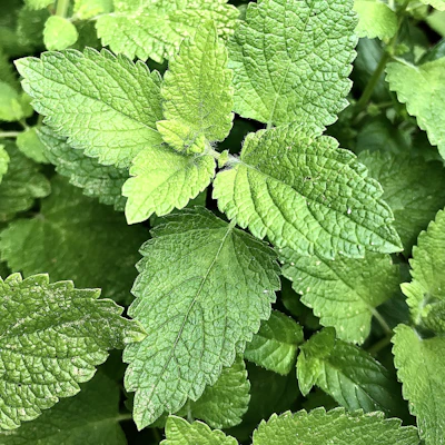 Fresh green herb leaves